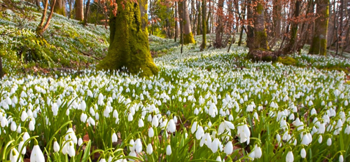 H&oacute;vir&aacute;g